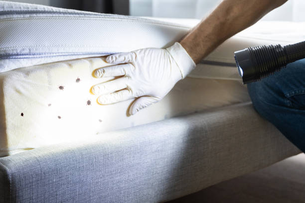 Best Emergency Pest Control  in Elk City, OK