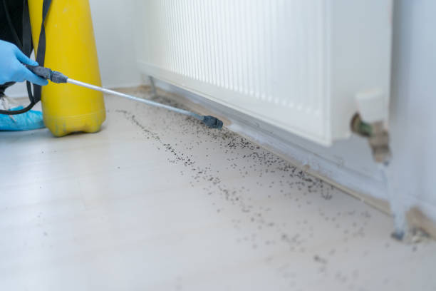 Best Insect Control  in Elk City, OK